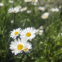 „Gänseblümchen“