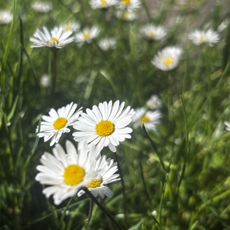 „Gänseblümchen“